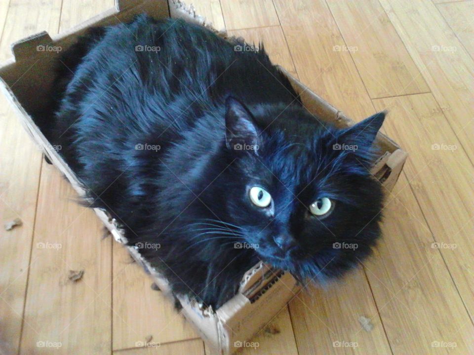 cat in a box