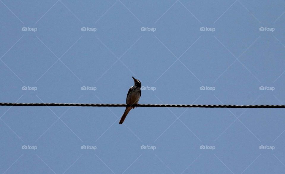 Paddyfield pipits. The bird's one launched to a cabel line and perching on for cable to the long times of time . There's not far from the field of dryng grass savanna where's using be the football field. And as a geographycally at the low land.