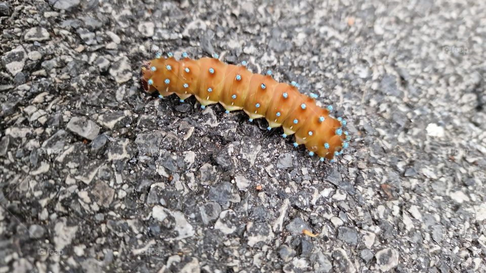 Winter without snow and beautiful big caterpillar