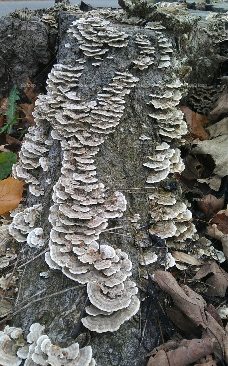 Barnacles on my Stump