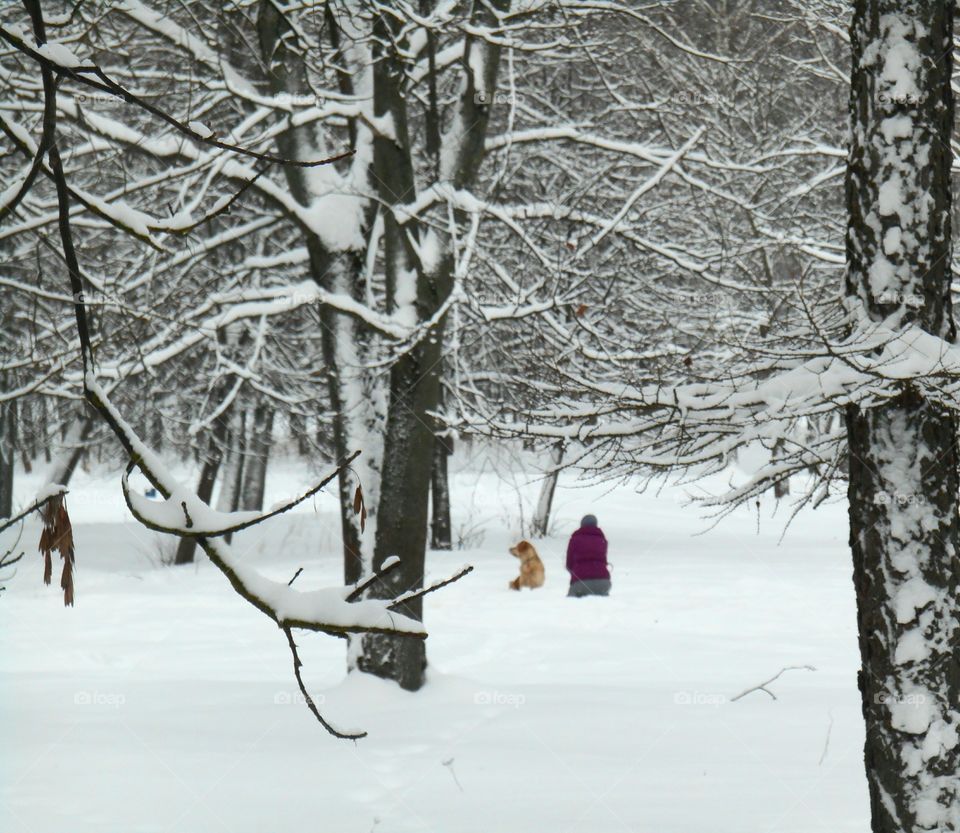 Winter, Snow, Cold, Frost, Season