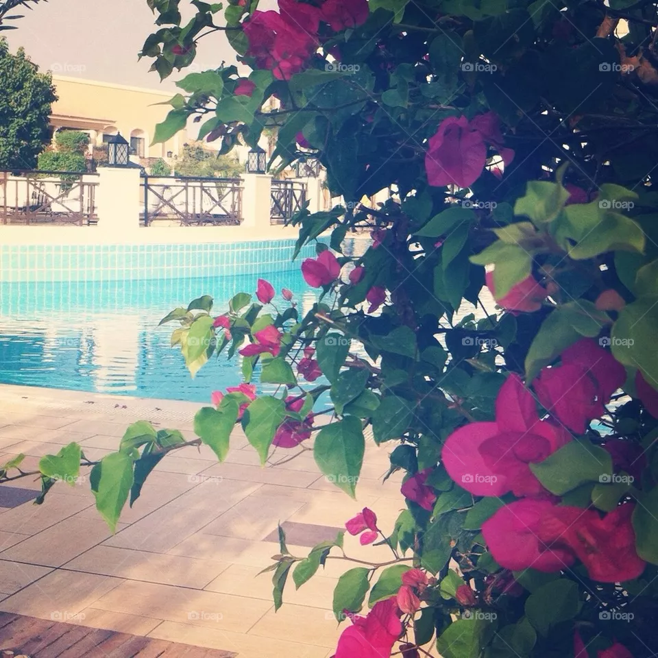 Holiday