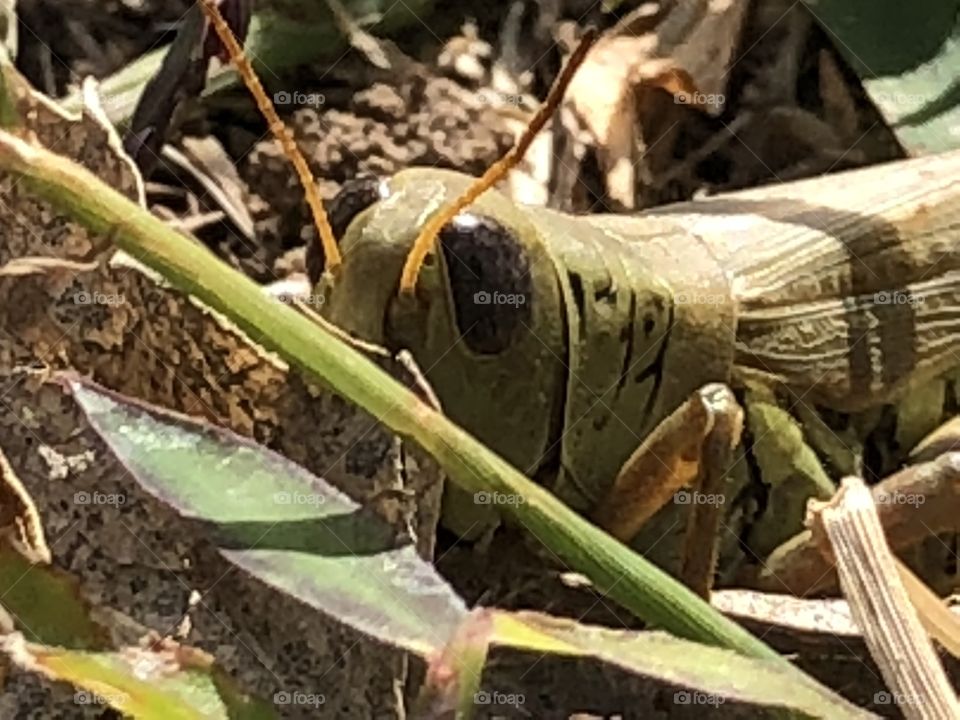 Grasshopper hides in the garden