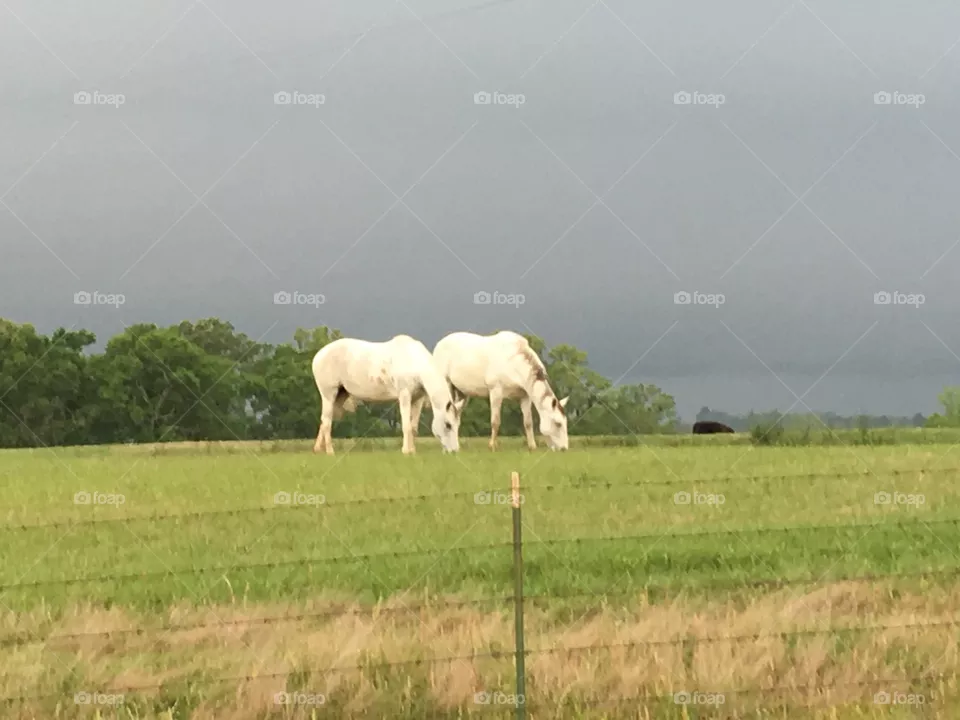 2 white Horses 
