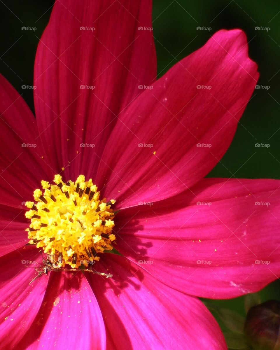 A red flower with a yellow center.