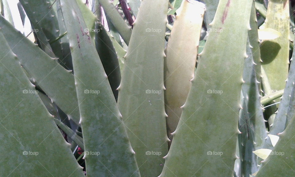 Desértica plant