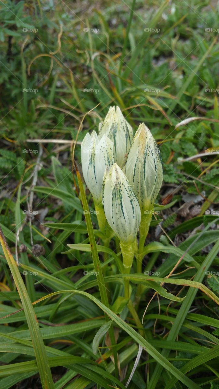 Arctic Gentian