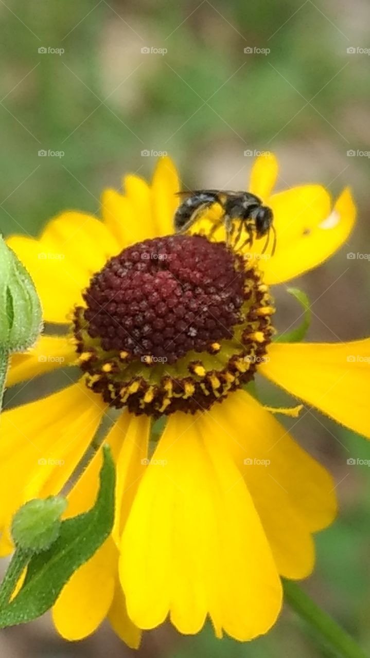 beautiful macro shots- bee