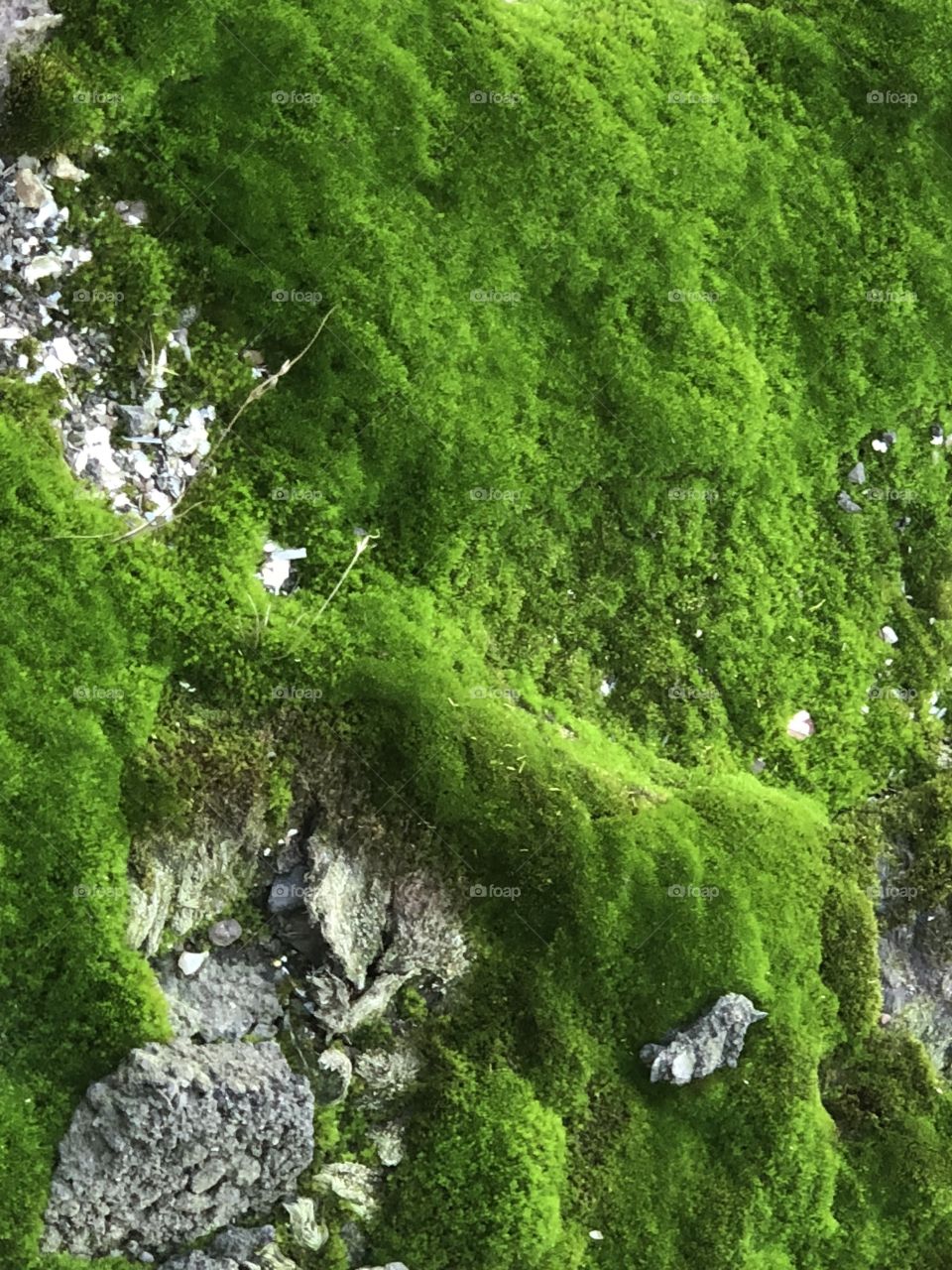 Very green moss