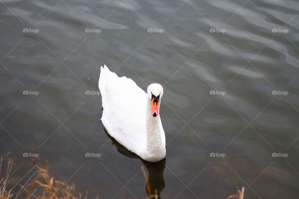 swan on the lake