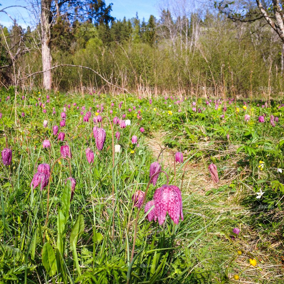 fritillaria field