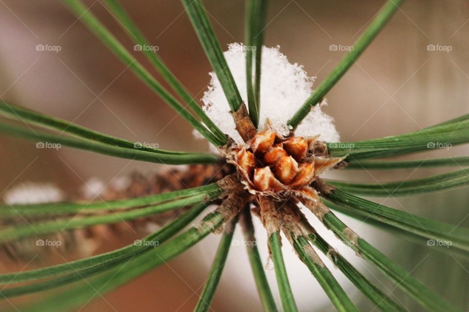 Snow hanging on pine tree