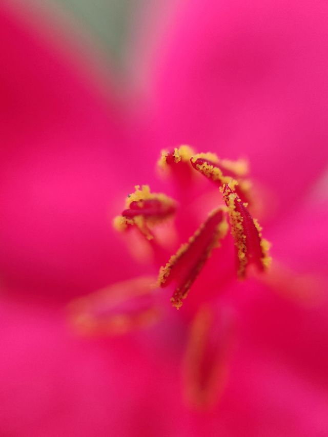 Stamens of flowers