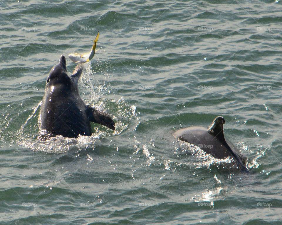 Dolphin play time? Or is it dinner time?