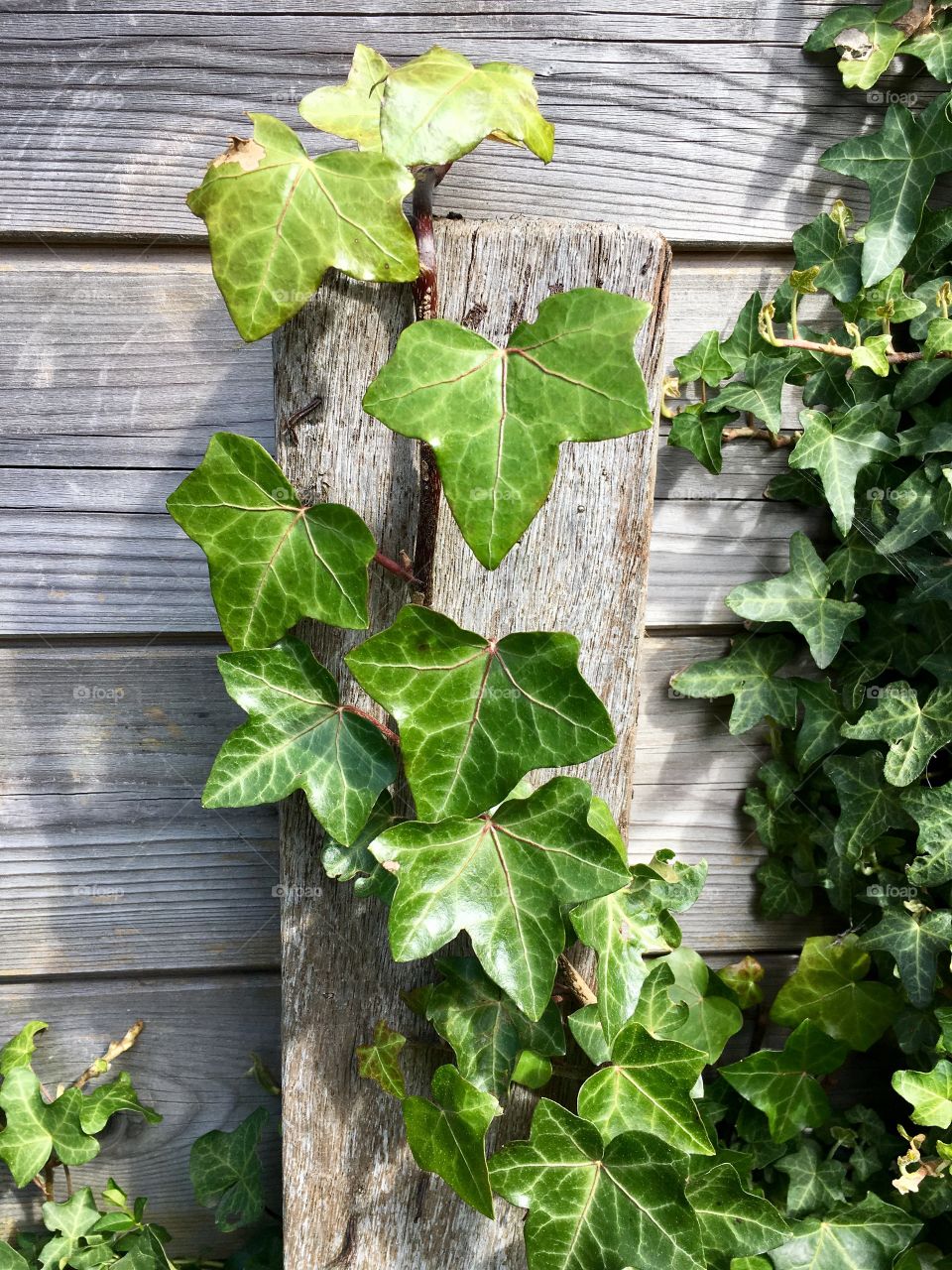 Ivy