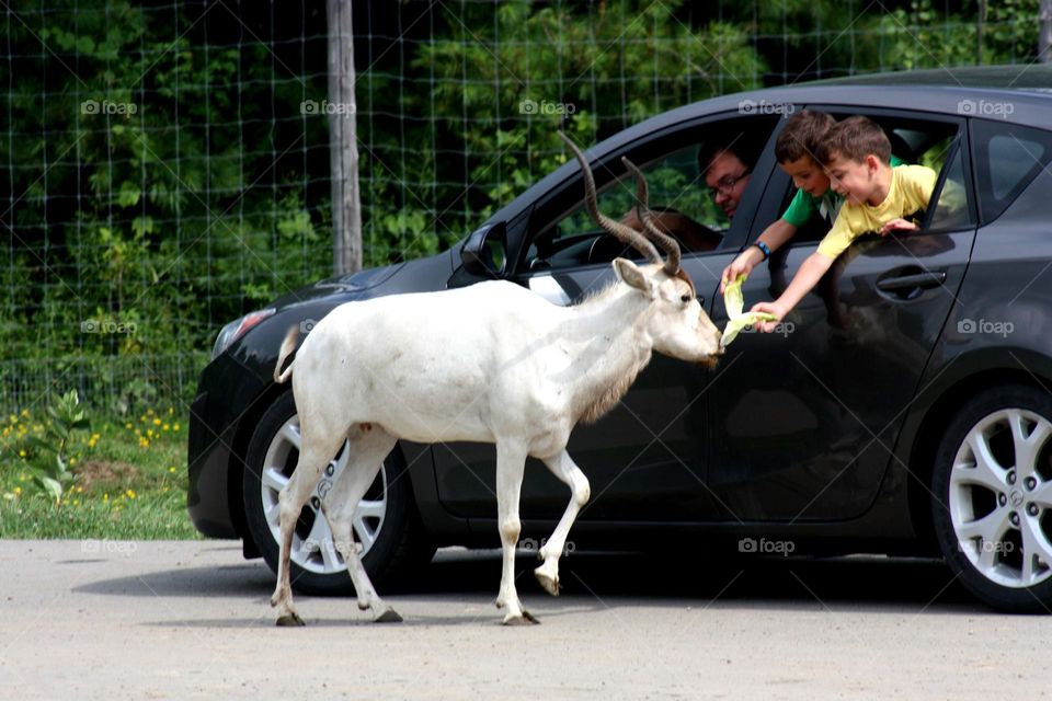 Scimitar-horned oryx feed by kids