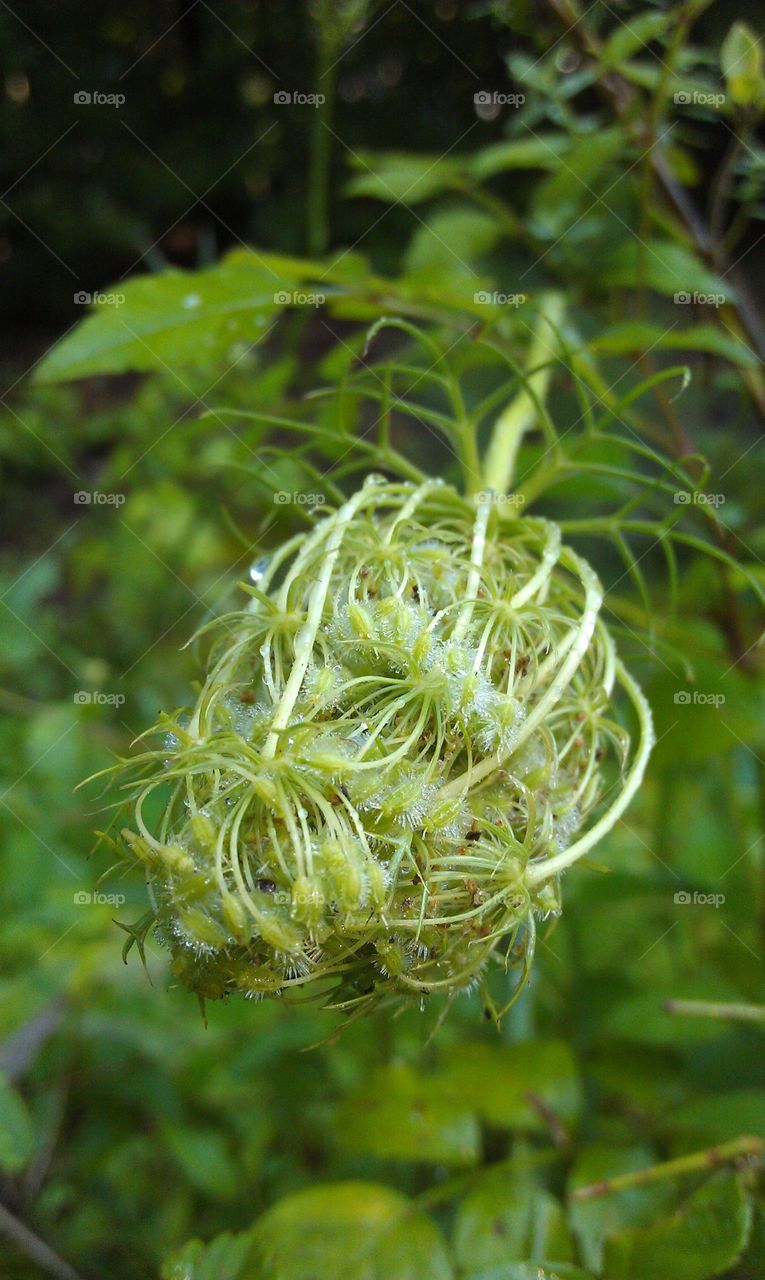 Nature, Leaf, Flora, No Person, Garden