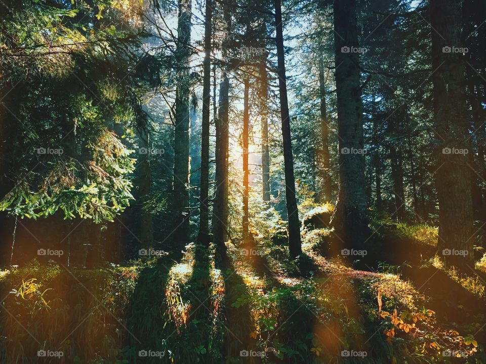 Sunrays in the forest
