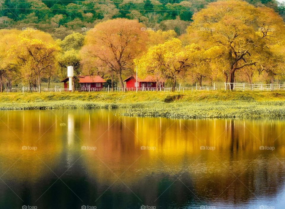 Fazenda localizada no Pantanal Sul com árvores floridas (ipês amarelos).