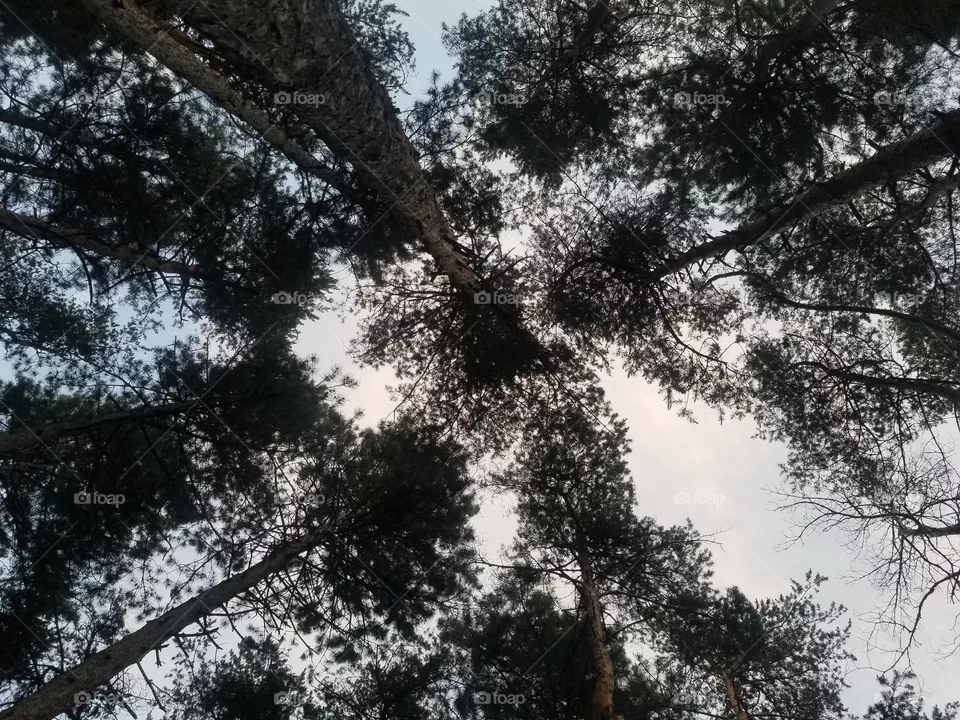 forest