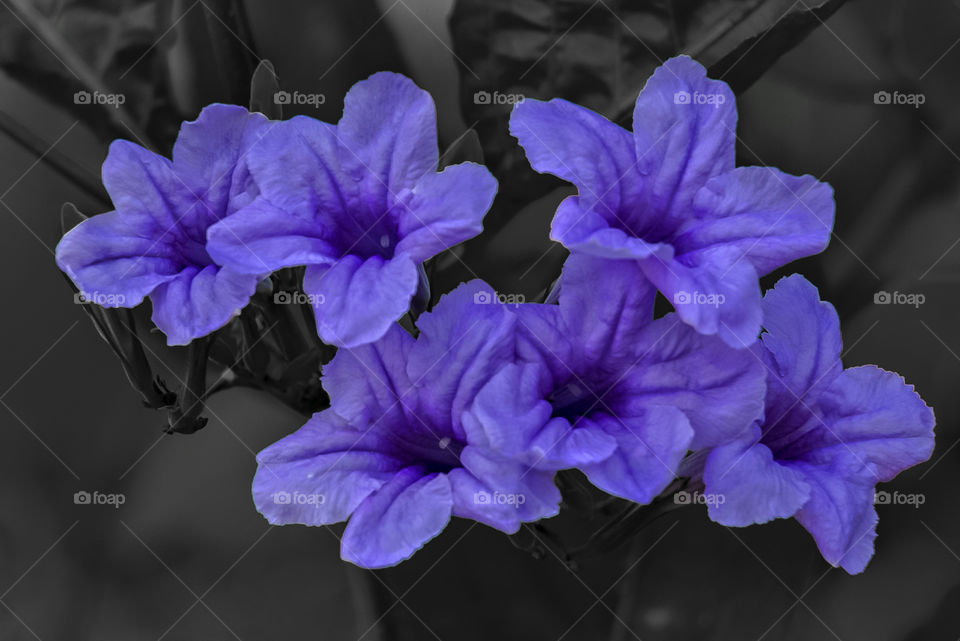 Purple flower