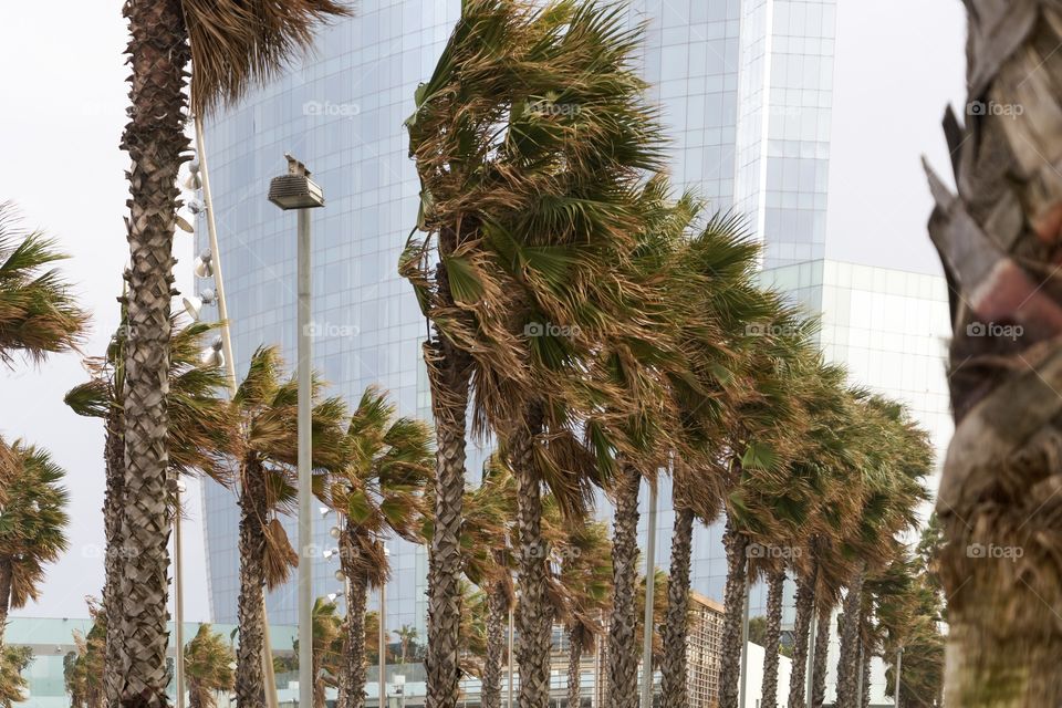 Palmeras en una tormenta de viento invernal