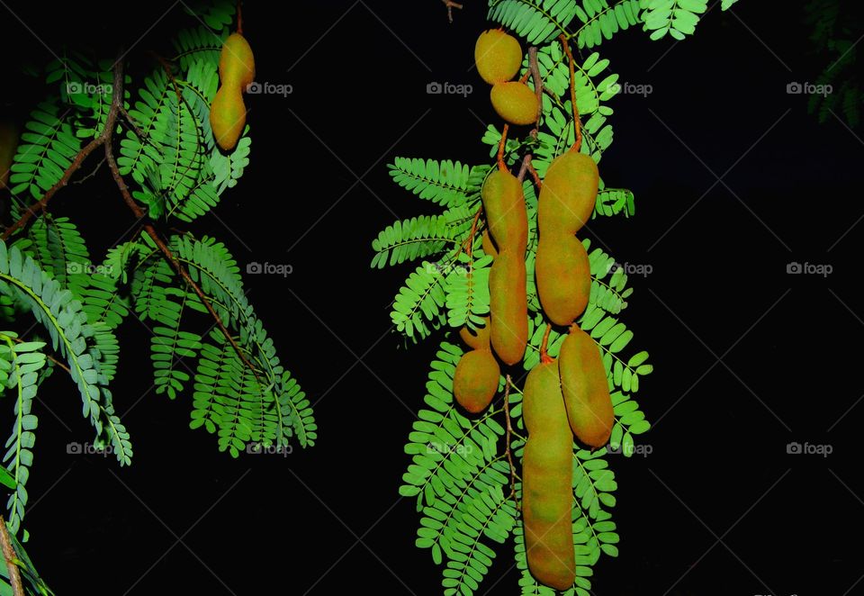 Tamarind. Tamarind tree