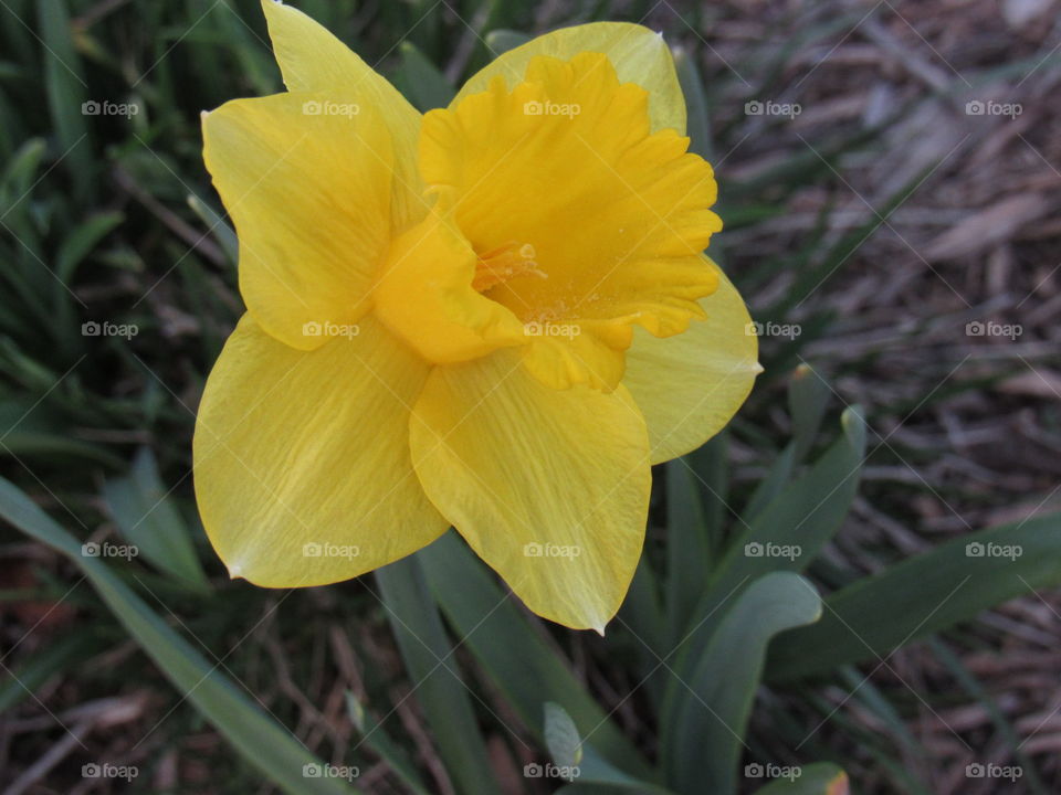 Daffodil 
