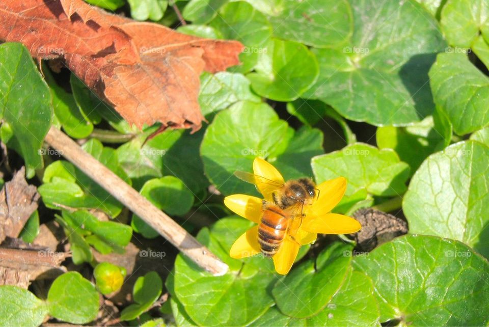 Bee On A Flower