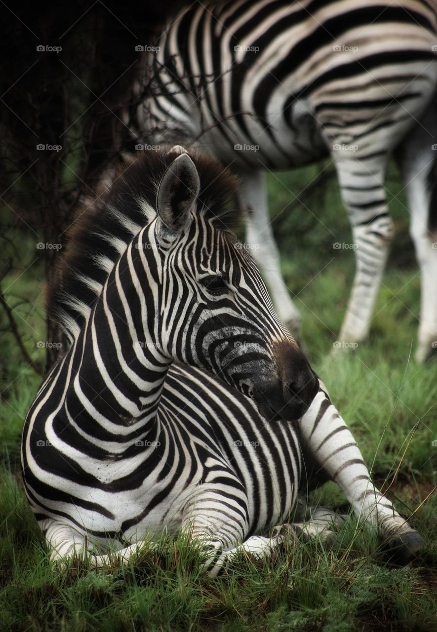 A young zebra relaxing in the afternoon. South African