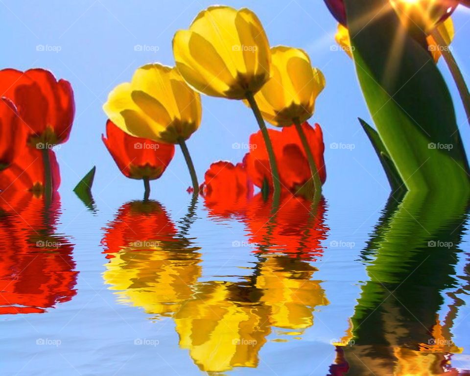Tulips and reflection