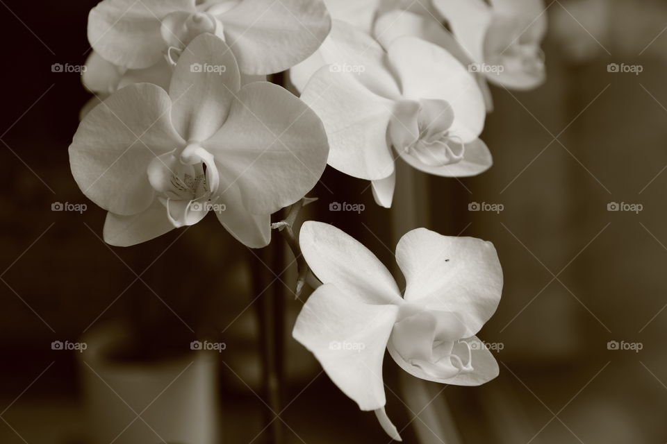 sepia orchids