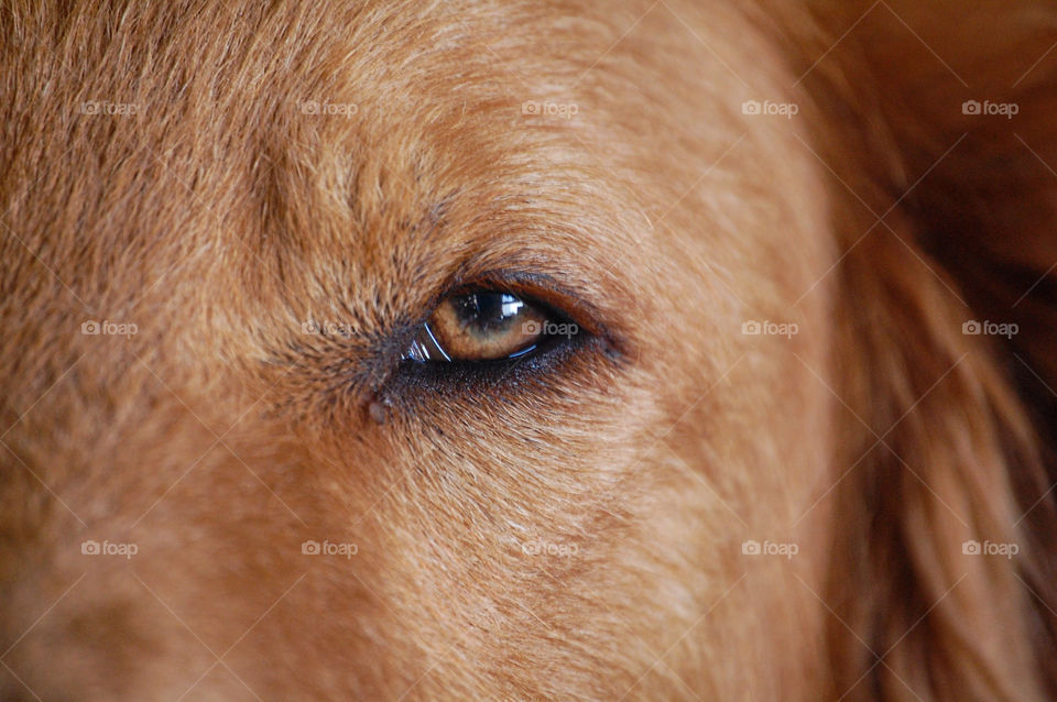 Clase-Up of a dog eye 