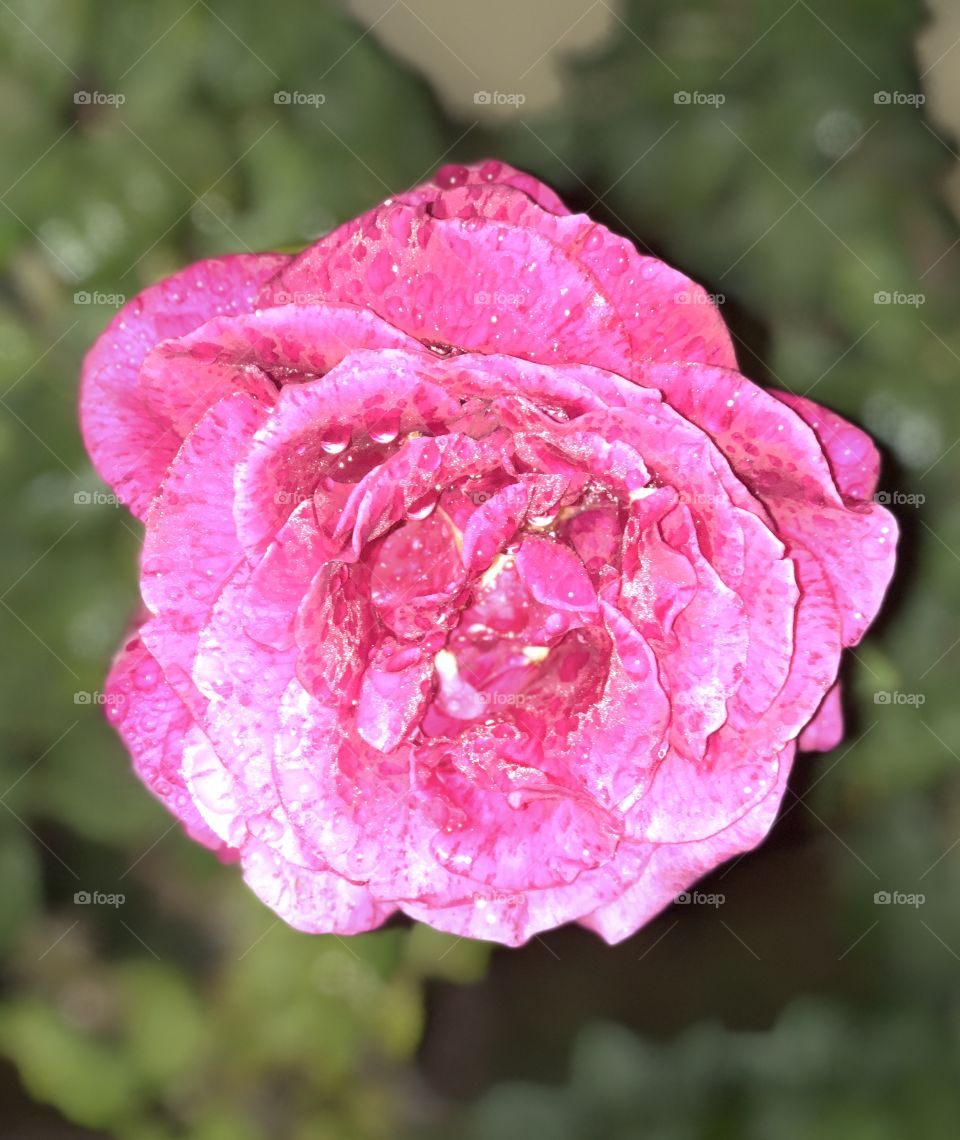 Rose/Pink
