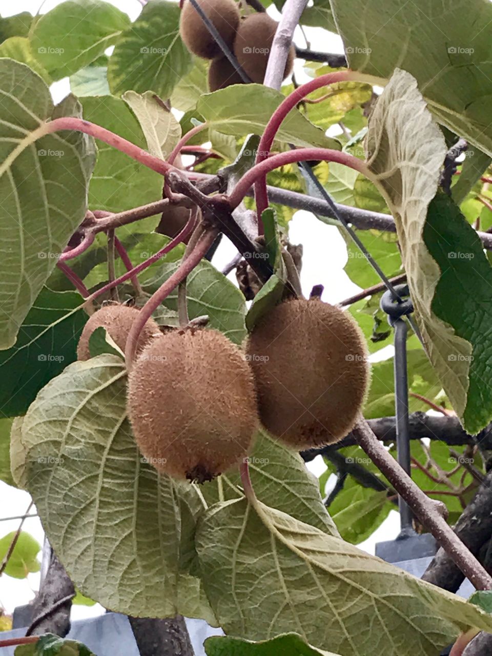Kiwi fruit