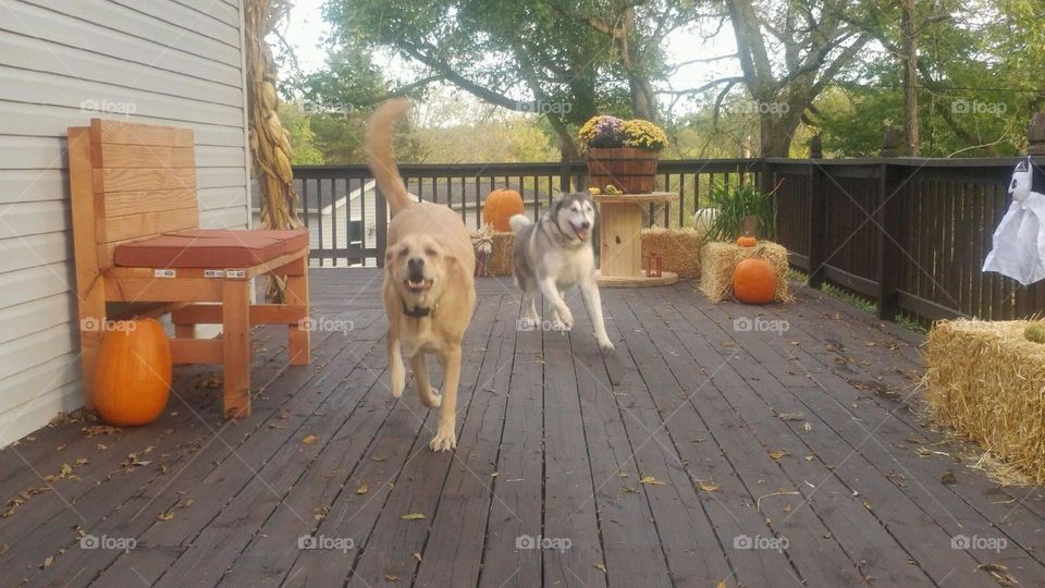 dogs playing on the deck in October