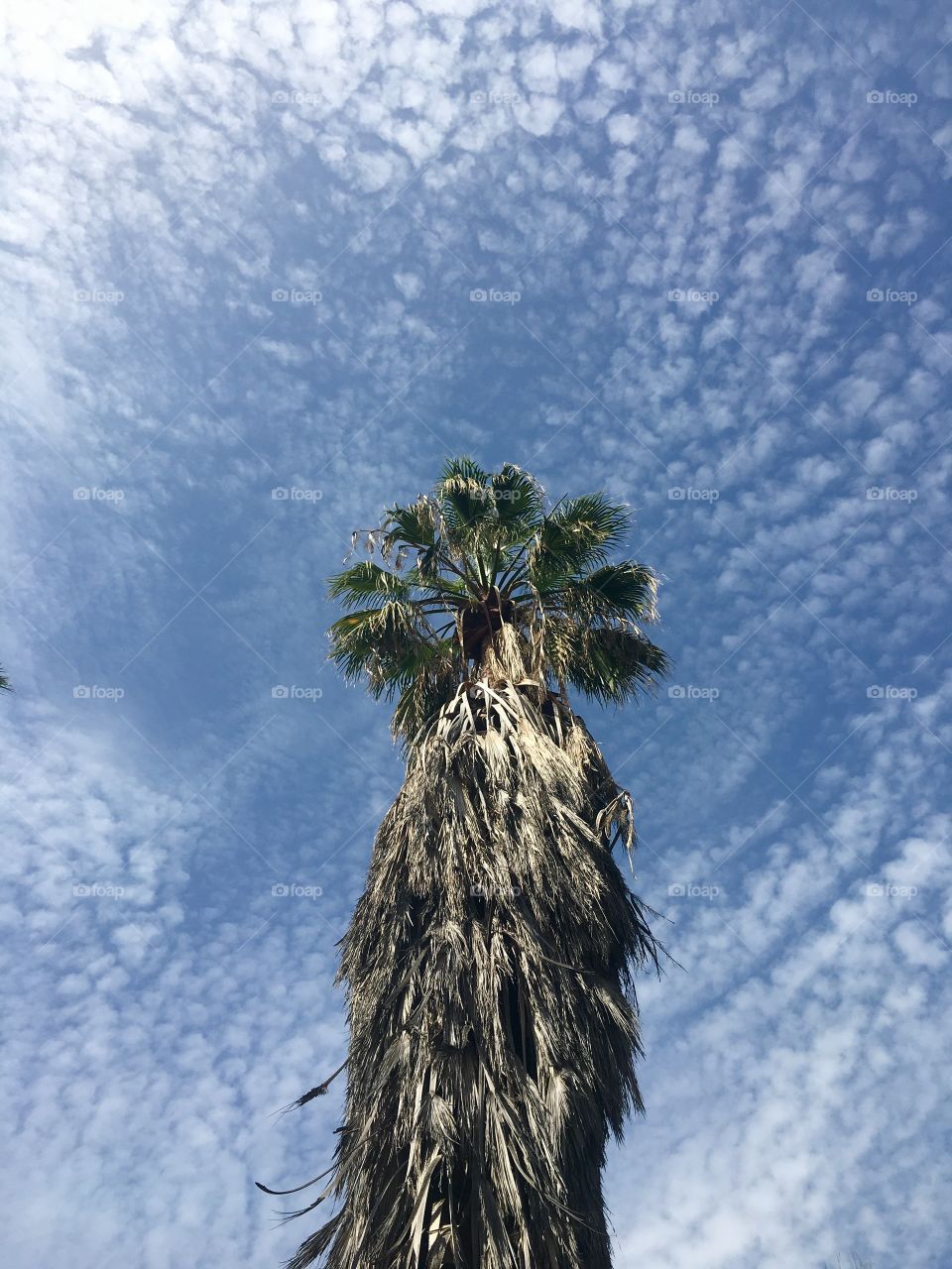 Low angle view of palm tree