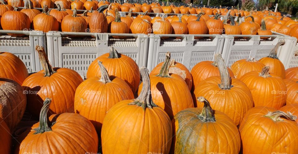 pumpkin bunch