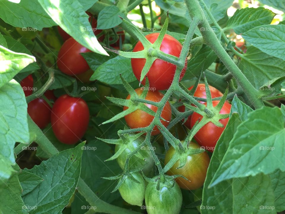 Ripe Grape Tomatoes