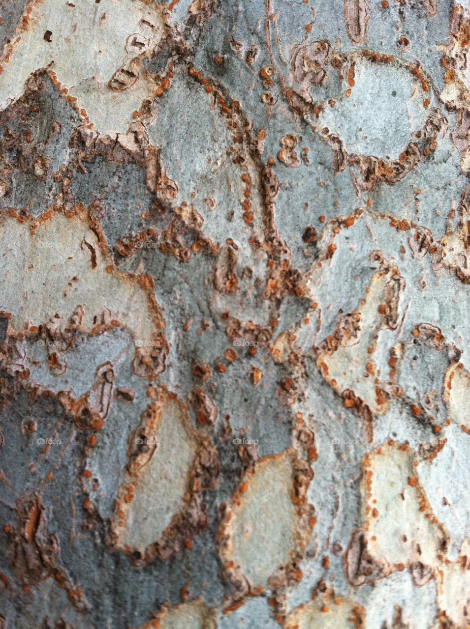 Random patterns on a eucalyptuses tree. 