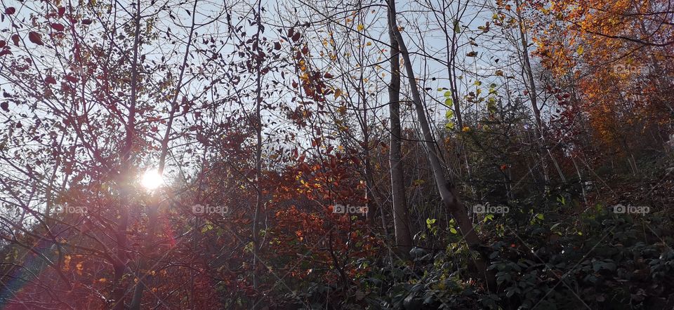 Herbst in Österreich