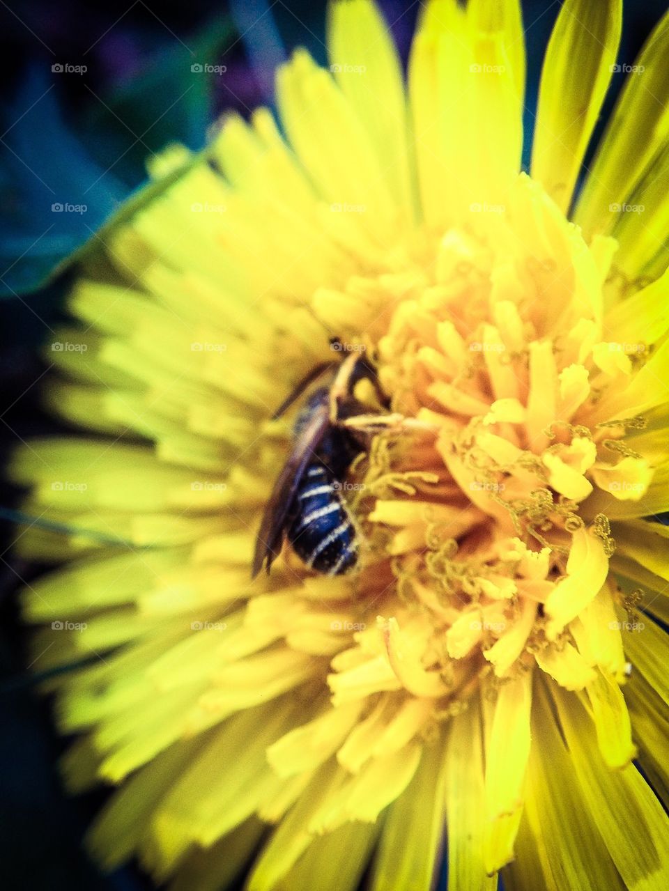Bumblebee on a Dandelion
