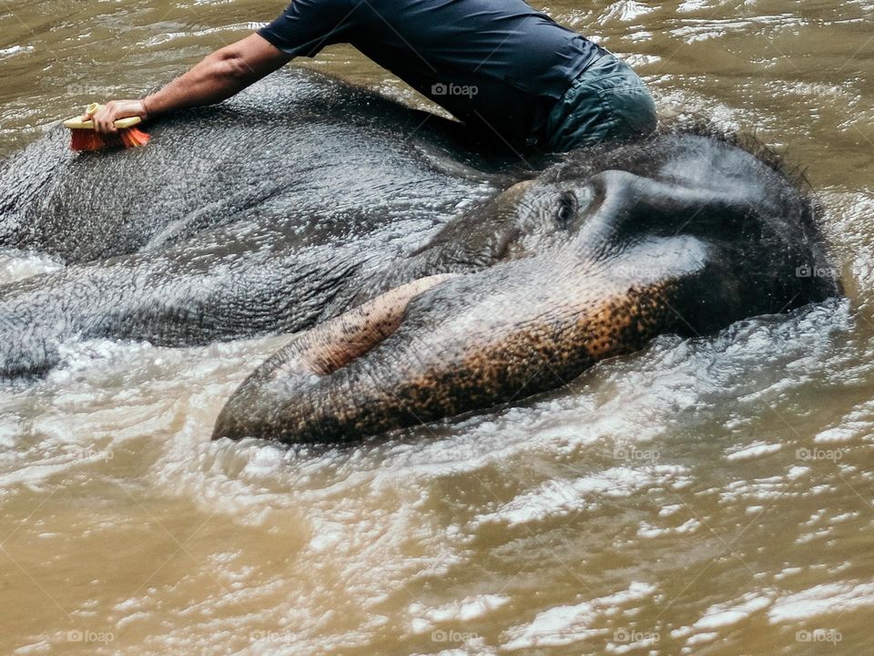 A close-up of a man giving an elephant a good brush bath in a river in Pahang, Malaysia