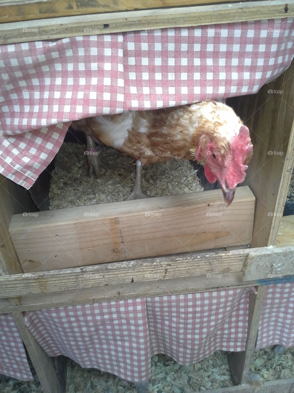 Curious hen. This Chicken decided to check out her new nesting box after us girls decorated it