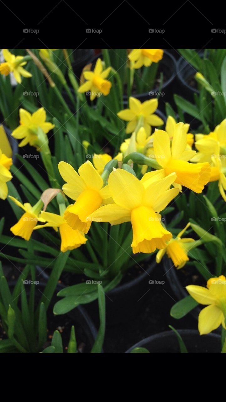 Miniature Daffodils