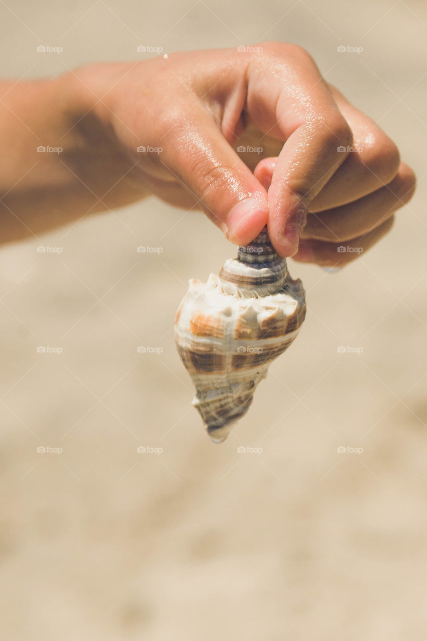 Beach shell. Beach shell
