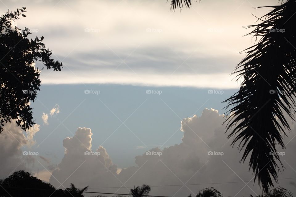 Clouds and Palm