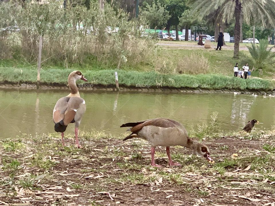 Egyptian goose on the side of the river