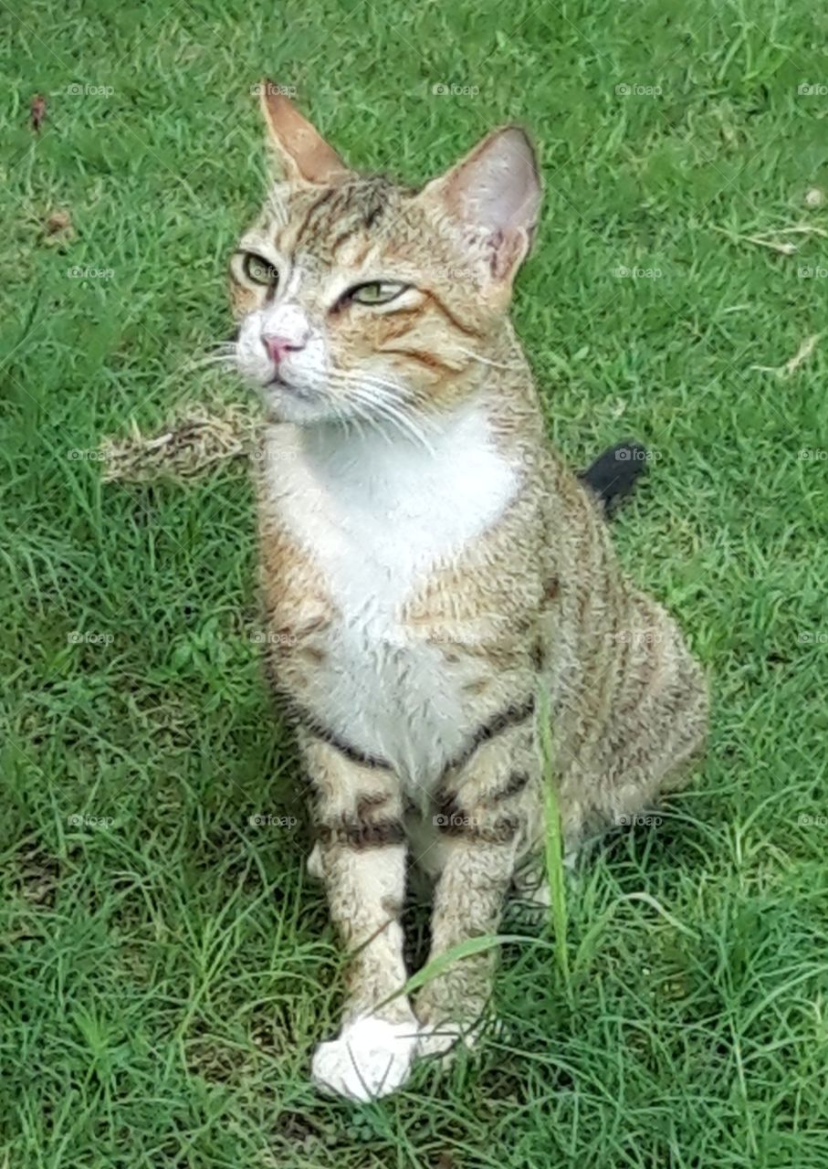 wise cat of Mumbai India