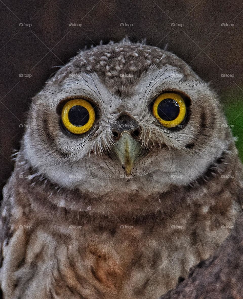 Spotted Owlet